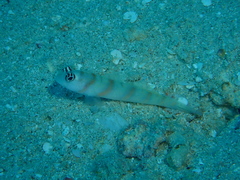 Amblyeleotris steinitzi