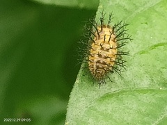 Henosepilachna vigintioctopunctata