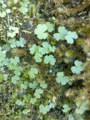 Hydrocotyle heteromeria