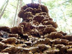 Inonotus glomeratus