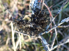 Tuckermanopsis orbata