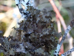 Tuckermanopsis orbata