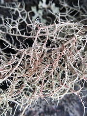 Usnea flavocardia