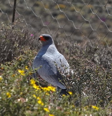 Melierax canorus canorus