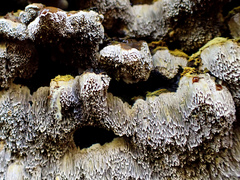 Inonotus glomeratus