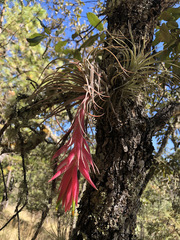 Tillandsia erubescens