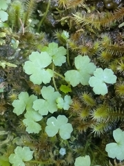 Hydrocotyle heteromeria