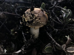Amanita augusta