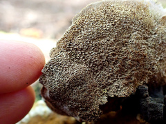 Inonotus glomeratus