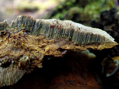Inonotus glomeratus