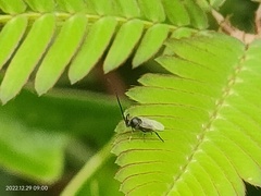 Evania appendigaster