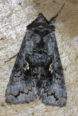 Syngrapha interrogationis