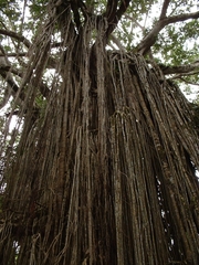 Ficus microcarpa microcarpa