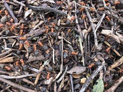 Formica integra