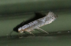 Argyresthia retinella