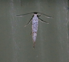 Argyresthia retinella