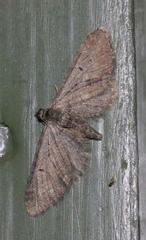 Eupithecia