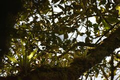 Guzmania monostachia