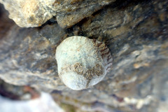 Bembicium nanum