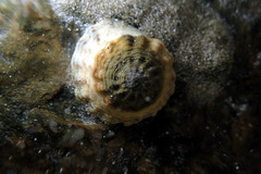 Bembicium vittatum