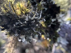 Heterodermia leucomelos