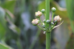 Echinodorus cordifolius