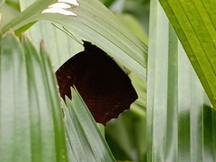 Elymnias hypermnestra