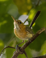 Ramphocaenus melanurus