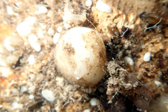 Calcarea