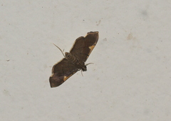 Omiodes dispilotalis