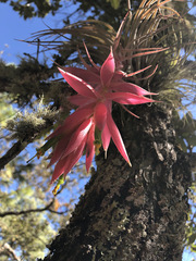Tillandsia erubescens
