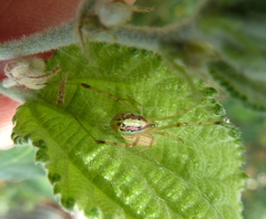 Thwaitesia nigronodosa