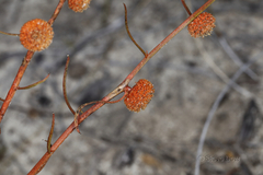 Tersonia cyathiflora