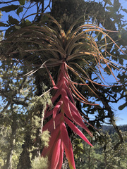 Tillandsia erubescens