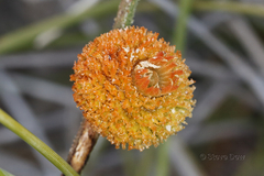 Tersonia cyathiflora