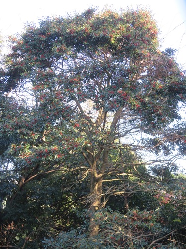 Image of Ilex rotunda by (c) Marco Mussita, some rights reserved (CC BY)