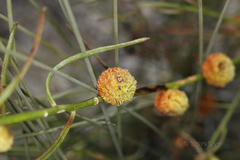 Tersonia cyathiflora