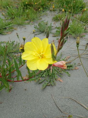 Oenothera stricta