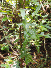 Solanum inaequilaterum