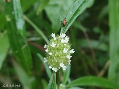 Spermacoce verticillata