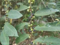 Bridelia tomentosa