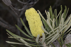Banksia attenuata
