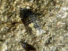 Gnorimosphaeroma