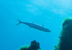 Scomberomorus regalis