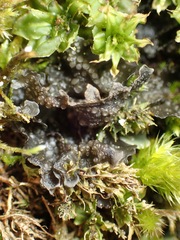 Scytinium polycarpum