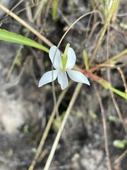 Viola vittata