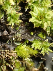 Scytinium polycarpum