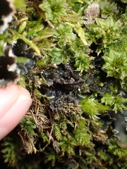 Scytinium polycarpum