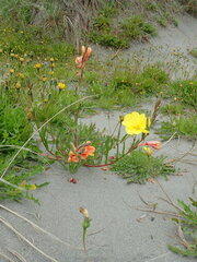 Oenothera stricta