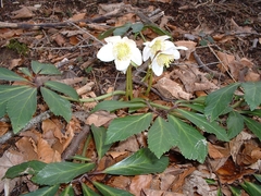 Helleborus niger